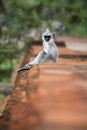 Vertical photo of Gray langur, Semnopithecus entellus, baby Royalty Free Stock Photo