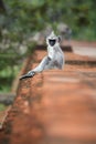 Vertical photo of Gray langur sitting on the wall Royalty Free Stock Photo