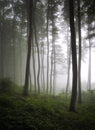 Vertical photo of a green forest with fog