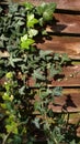 Vertical photo of green ivy on vintage wooden wall backgound Royalty Free Stock Photo
