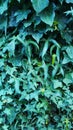 Vertical photo of green ivy on vintage wooden wall backgound Royalty Free Stock Photo