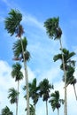 Vertical Photo of Green Sugar Trees Blowing in the Wind under Blue Sky of Thailand Royalty Free Stock Photo