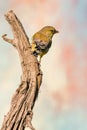 Single Greenfinch songbird perched on dry worn twig Royalty Free Stock Photo