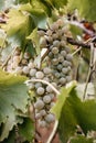 Vertical photo with growing grapes. Georgian vineyards and wineries. A bunch of ripe white grapes hangs on a green vine. Fresh Royalty Free Stock Photo