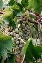 Vertical photo with growing grapes. Georgian vineyards and wineries. A bunch of ripe white grapes hangs on a green vine. Fresh