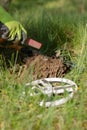 Vertical photo a hand in a glove using a pinpointer looks for a treasure in the dug-out earth, but found rubbish. in the foregroun Royalty Free Stock Photo