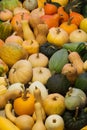 Varieties of squashes and pumpkins.