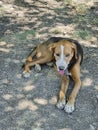 vertical photo of homeless dog lying on ground in shade of tree. soft focus. Royalty Free Stock Photo