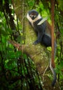 Vertical photo of L`Hoest`s monkey, Allochrocebus lhoesti, mountain monkey among leaves in Bwindi Impenetrable Forest, Uganda