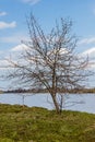 Winter apple tree, boat tie up ring and river. Royalty Free Stock Photo