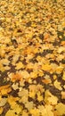 A vertical photo of leaves on the ground during the autumn