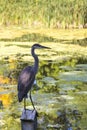 Vertical photo of long-legged blue heron perched in profile