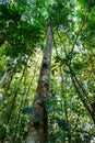 Vertical photo looking at the sky of a dense primary forest in the jungle of the Ecuadorian Amazon rainforest, Tena, Latin America Royalty Free Stock Photo