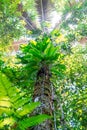 Vertical photo looking at the sky of a palm tree in a dense primary forest in the jungle of the Ecuadorian Amazon rainforest, Royalty Free Stock Photo