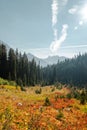 Vertical Photo of lush high mountain altitude huckleberry bushes, shrubs, and massive conifer trees in the North Cascades National Royalty Free Stock Photo