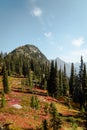 Vertical Photo of lush high mountain altitude huckleberry bushes, shrubs, and massive conifer trees in the North Cascades National Royalty Free Stock Photo
