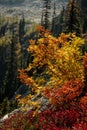 Vertical Photo of lush high mountain altitude massive conifer trees off trail with bright huckleberry bush in the North Cascades