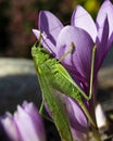 vertical photo of a macro green grasshopper Royalty Free Stock Photo