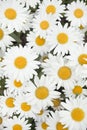 Marguerites in summer, filling the frame