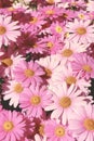 Vertical photo of many pink daisy flowers as a background Royalty Free Stock Photo