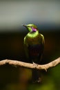 Vertical photo of metallic green west african bird, Emerald starling , Lamprotornis iris against blurred background. Sierra Leone