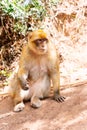 Vertical photo of a monkey sitting on the ground in an arid terrain Royalty Free Stock Photo