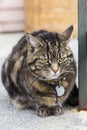 Vertical photo of obese grumpy tiger cat lying down