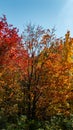 Orange and red leaves in the sunlight