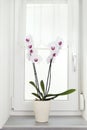 Orchid plant in a white pot on a window board.