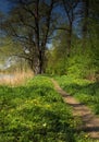 Vertical Photo of patch by the pond in the spring Royalty Free Stock Photo