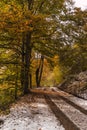 Vertical photo of a path with snow in the middle of a forest