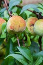 Vertical photo of peach on a tree Royalty Free Stock Photo