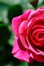 Vertical photo of a pink rose and green background. Spring time. Royalty Free Stock Photo