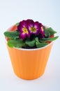 Vertical photo of primrose in pot Royalty Free Stock Photo