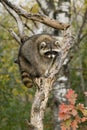 Vertical photo of raccoon on top of tree limb