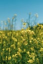 Detail of single rapeseed plant with yellow blooms in front of other plants Royalty Free Stock Photo