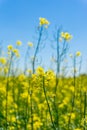 Detail of single rapeseed plant with few yellow blooms in front of other plants Royalty Free Stock Photo