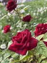 Vertical photo of red bush rose flower. Closeup view. Royalty Free Stock Photo