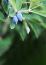 A vertical photo of a ripe blue honeysuckle berry growing on a green branch copies the space. Royalty Free Stock Photo