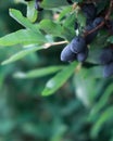 A vertical photo of a ripe blue honeysuckle berry growing on a green branch copies the space. Royalty Free Stock Photo