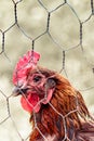 Vertical photo of sad brown hen in chicken cage. Behind fence. Animal abuse, cruelty to animals. Hen cages, battery cage. Chicken Royalty Free Stock Photo