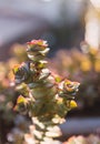 Vertical photo with selective focus on a gill of a vertically growing cactus Royalty Free Stock Photo