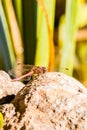 Nice red dragonfly perched on big stone Royalty Free Stock Photo