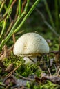 Fatally poisonous toadstool grows in forest Royalty Free Stock Photo