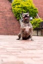 vertical photo of Smiling brindle pitbull portrait with orange stairs background. Tender brown brindle dog with Royalty Free Stock Photo