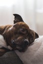 Vertical photo of staffordshire bull terrier lying on sofa looki Royalty Free Stock Photo