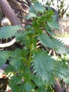 Vertical photo of stinging nettle plant. Nettle green leaf Royalty Free Stock Photo