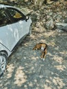 vertical photo of stray dog lying on ground in shade of tree near a white car. Young lonely cute white and brown stray Royalty Free Stock Photo