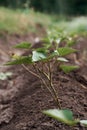 Vertical photo of a sweet potato growing in a vegetable garden. Royalty Free Stock Photo