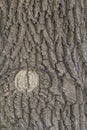 Vertical photo of the textured surface of the bark of an oak tree has characteristic deep cracks. Medicinal and industrial